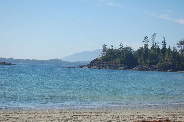 Whale Watching & Petting in Tofino, BC