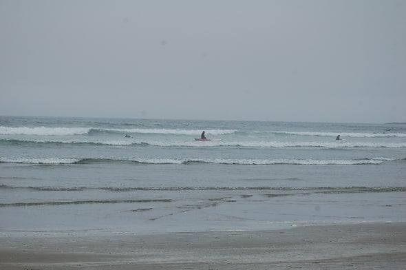 Whale Watching & Petting in Tofino, BC