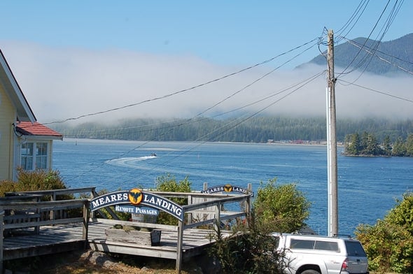 Whale Watching & Petting in Tofino, BC