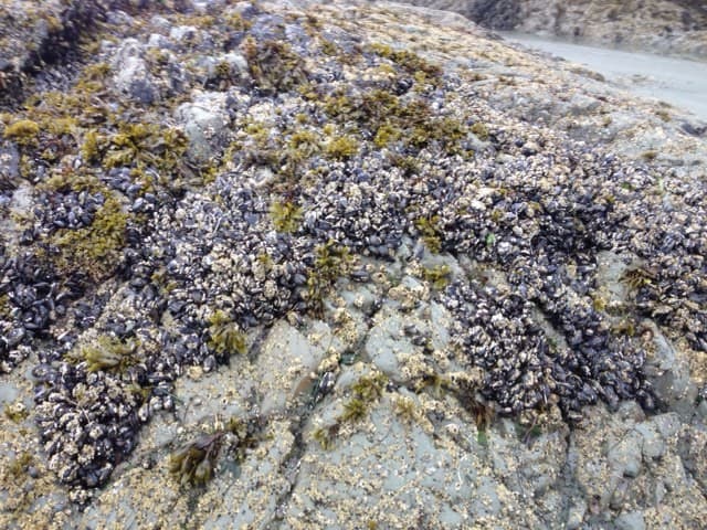 Whale Watching & Petting in Tofino, BC