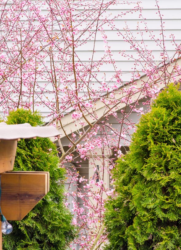 Cherry Blossom Tree