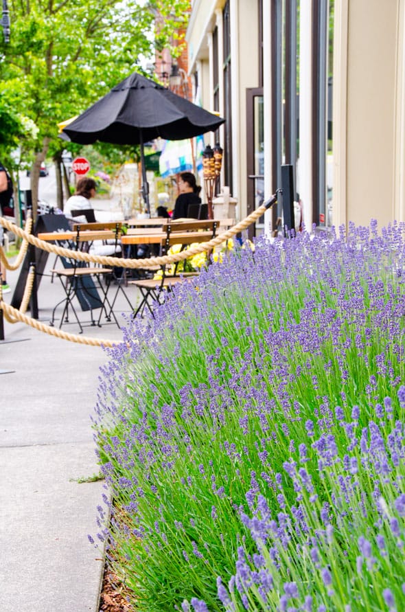 Pizza, Bikes and Bellingham