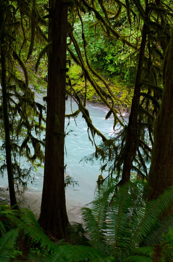 Digital Detox at Mount Baker