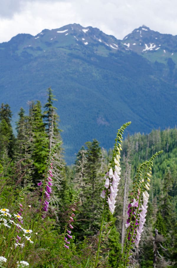 Hiking Artist Point at Mount Baker