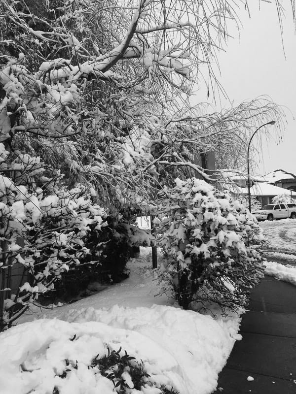 A tree covered in snow.