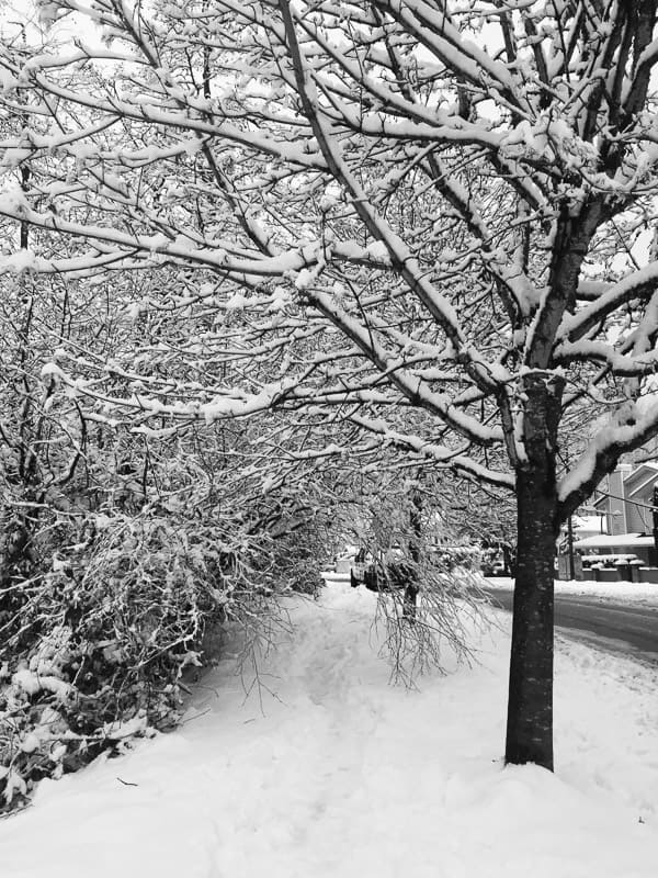 A tree with snow on the ground.