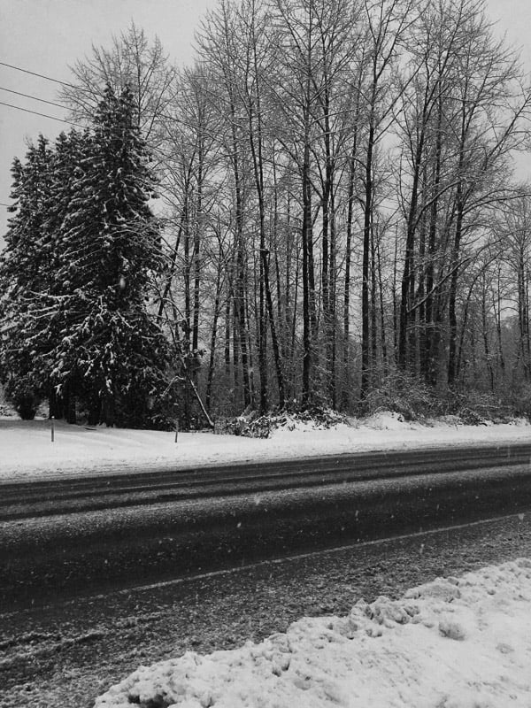 Trees covered in snow.