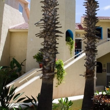 A palm tree in front of the house.