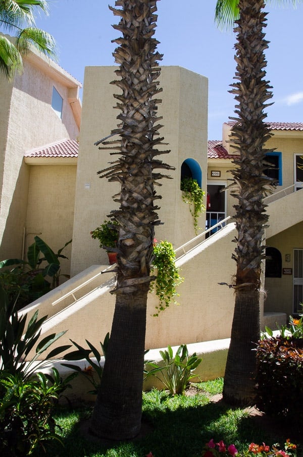 Our Condo in Cabo