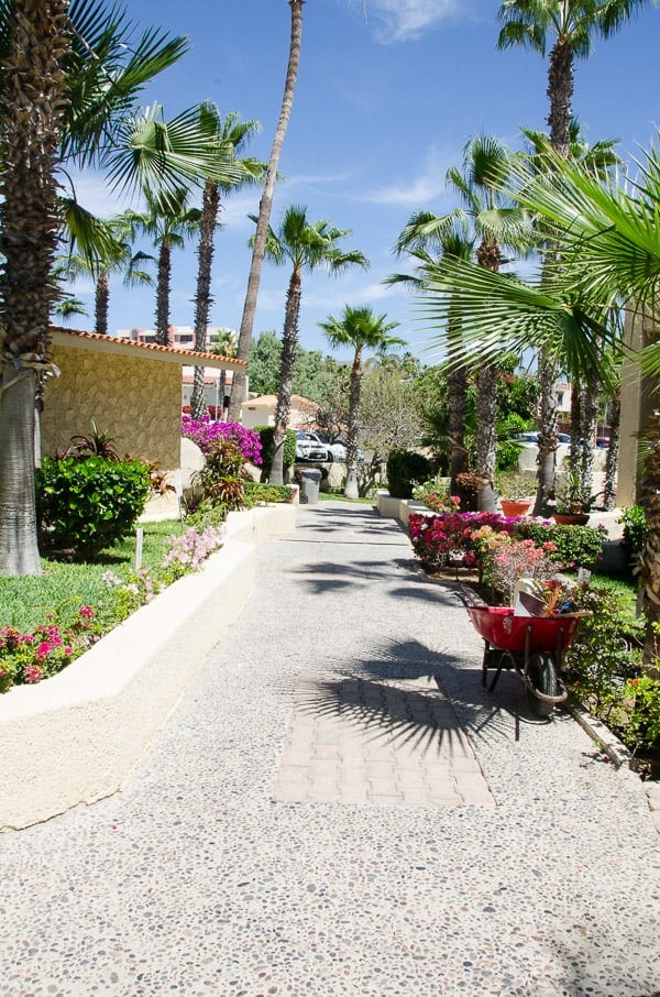 Our Condo in Cabo