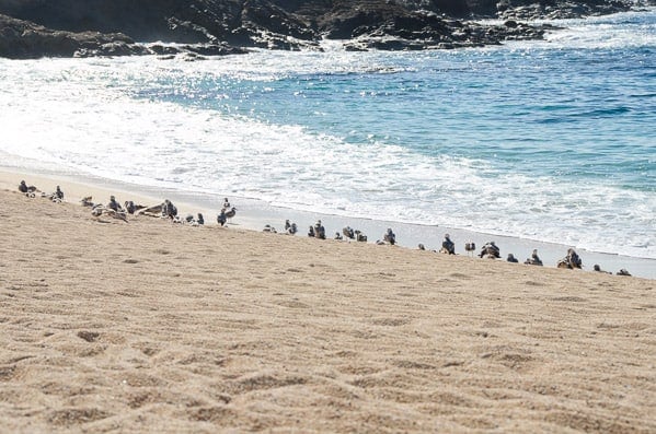 santa maria beach