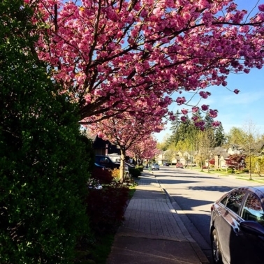 A street view with cherry blossom trees and a car.
