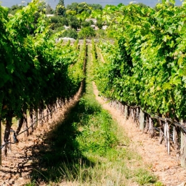 vineyard in osoyoos