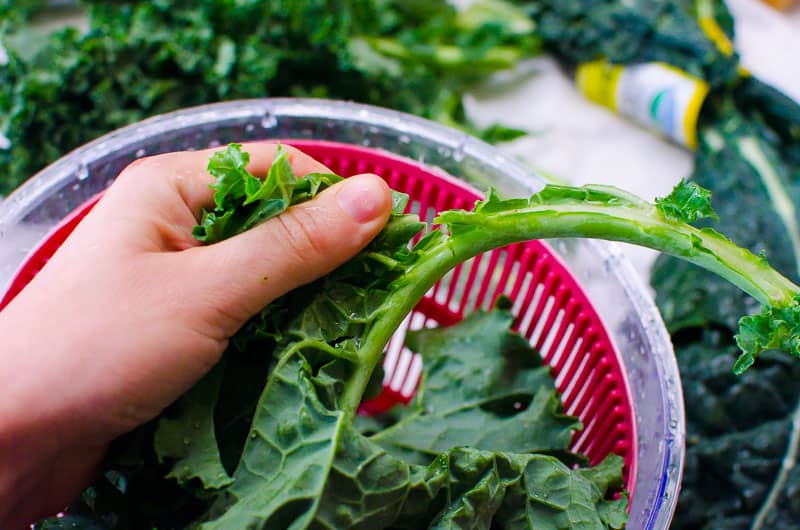 A hand destemming kale.