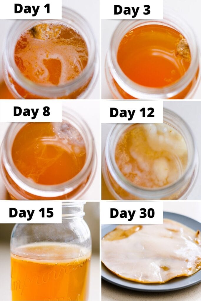 infographic how to grow a scoby step by step