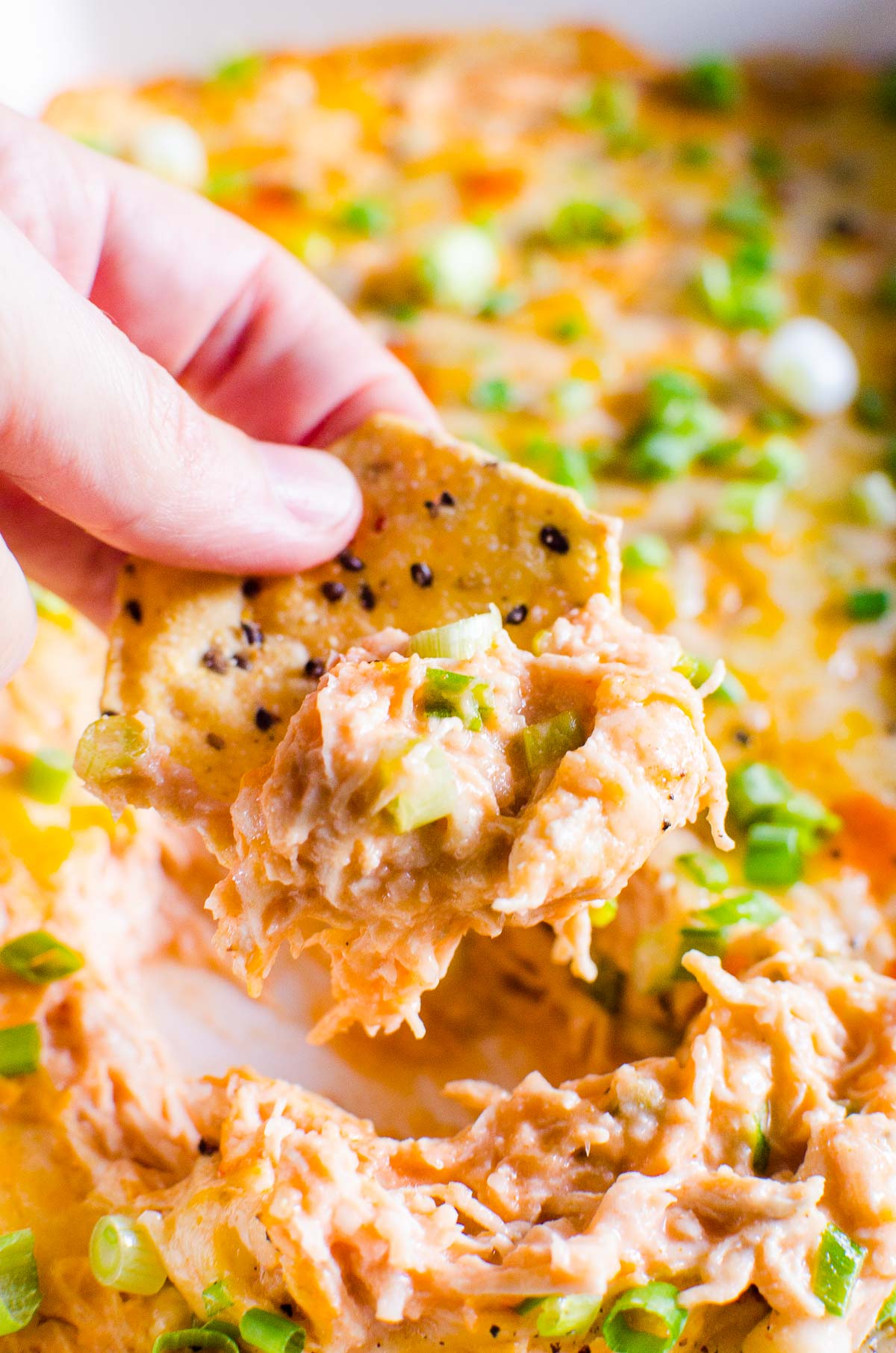 Buffalo chicken dip scooped up with a chip.