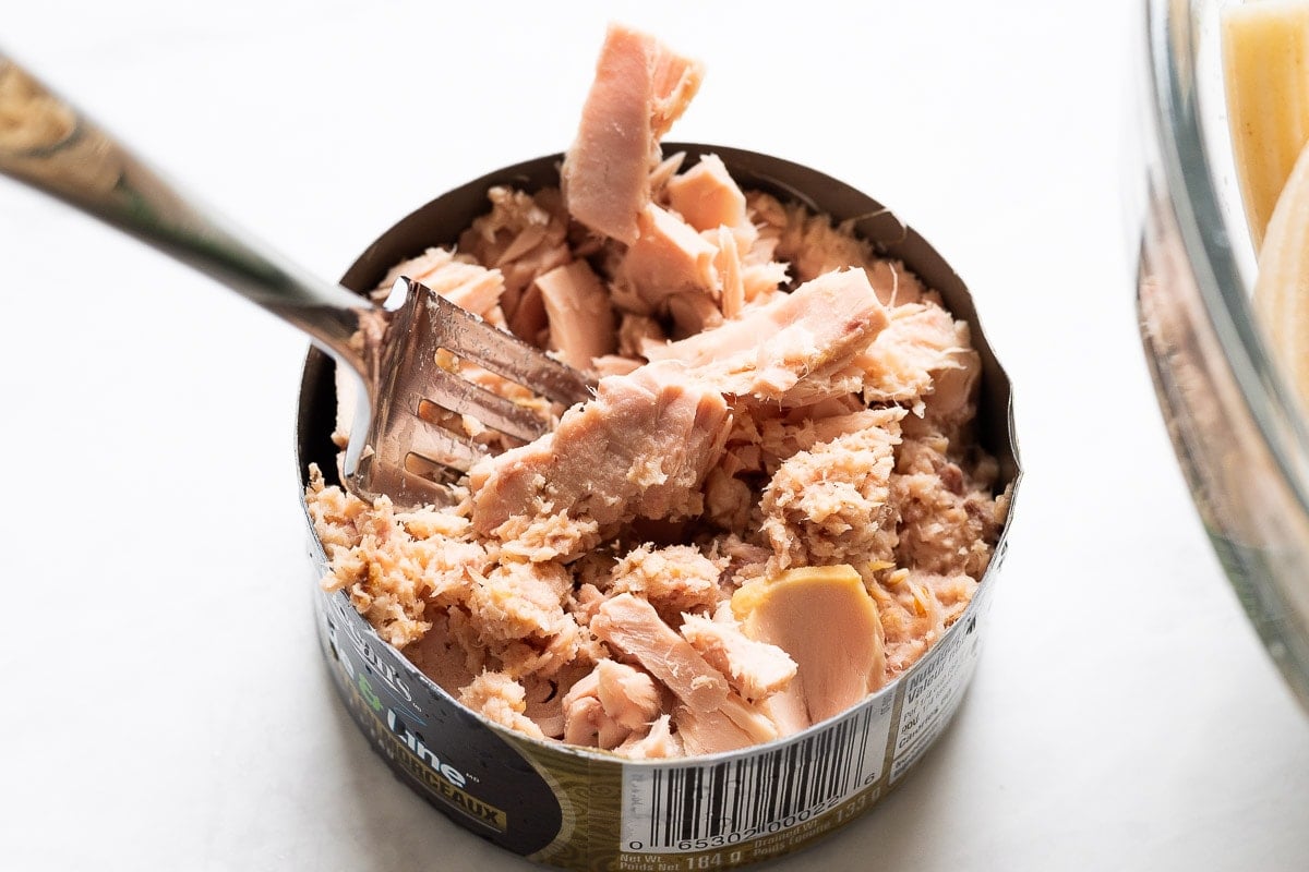 Tuna in a can flaked with a fork.